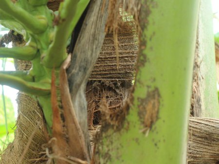 Damaged coconut fronds with holes attacked by horn beetles