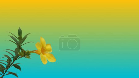 Foto de Allamanda cathartica flor sobre fondo de color degradado. - Imagen libre de derechos