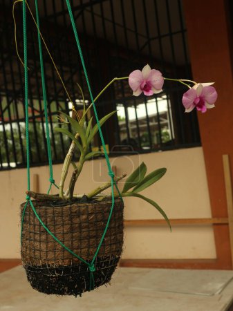 Hanging orchid flowers in pink pots.