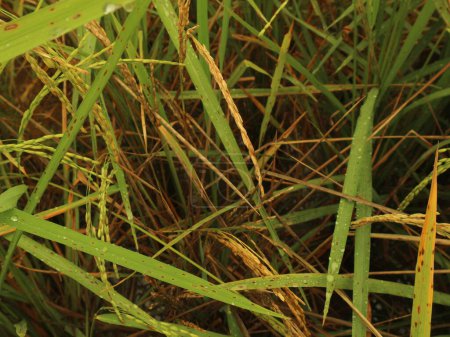 Damaged rice plants are affected by pests.