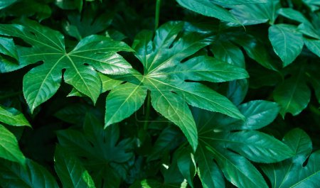 Téléchargez les photos : Buisson vert Japon Fatsia feuilles - en image libre de droit