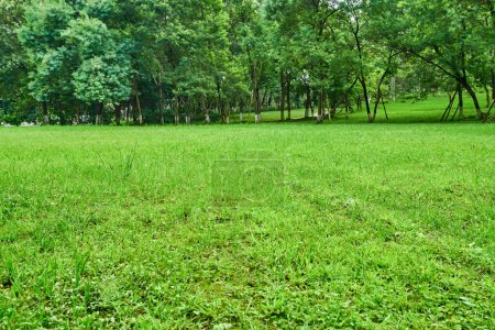 fresh green lawn and grass in park