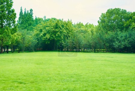 Grüner Park und Rasen