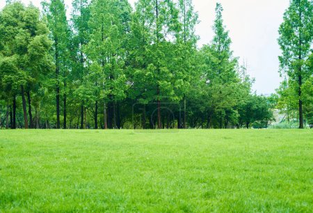 green grass lawn park