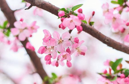 Photo for Pink cherry blossoms bloom in spring - Royalty Free Image
