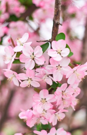 Photo for Pink cherry blossoms bloom in spring - Royalty Free Image