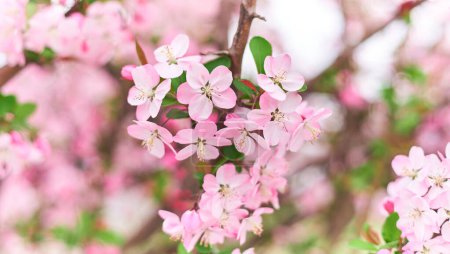 Pink cherry blossoms bloom in spring