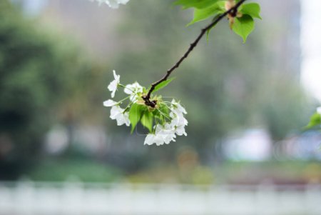 Weiße Kirschblüten blühen im Frühling