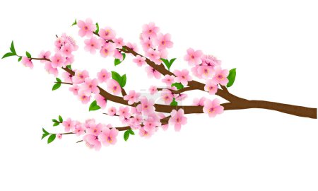 Vector illustration of branches with blooming peach blossoms