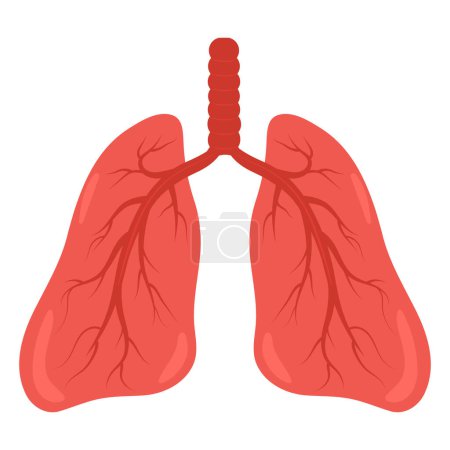 human lungs vector illustration design