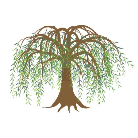 Illustration vectorielle d'un saule aux feuilles vertes