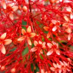 beautiful red botanical flowers shot, natural wallpaper