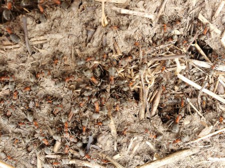 Téléchargez les photos : Les fourmis sont dans le nid - en image libre de droit