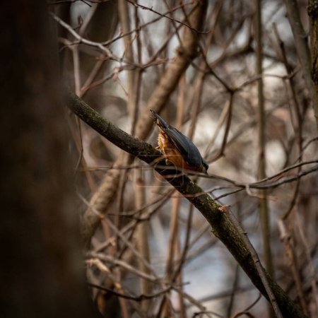 Little nuthatch jumping of the branch in the middle of the woods. Bird watching, Czech Republic.