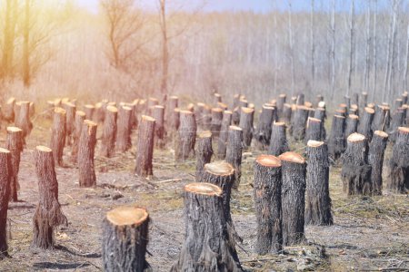 Téléchargez les photos : Témoignage de la destruction : la déforestation et son impact sur l'équilibre naturel - en image libre de droit