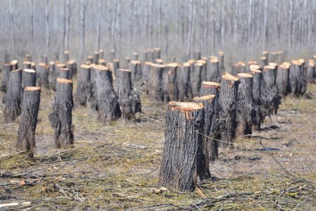 Téléchargez les photos : Témoignage de la destruction : la déforestation et son impact sur l'équilibre naturel - en image libre de droit