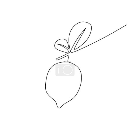 Illustration for Lemon fruit in continuous one line drawing. Lime food healthy concept. Vector illustration isolated. Minimalist design handdrawn. - Royalty Free Image