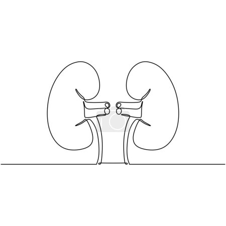 Ilustración de Salud renal órgano humano de una línea. Icono continuo anatomía del concepto médico vector ilustración. - Imagen libre de derechos
