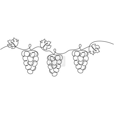 Illustration for One line drawing grape fruits. Single outline organic nature food. Vector illustration isolated. Minimalist design handdrawn. - Royalty Free Image