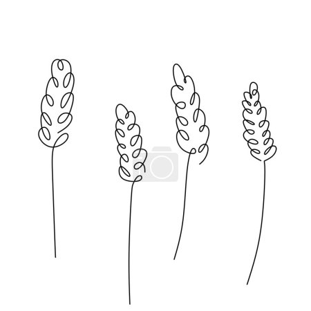 Illustration for Lavender continuous one line drawing. Floral flower plant. Vector illustration isolated. Minimalist design handdrawn. - Royalty Free Image