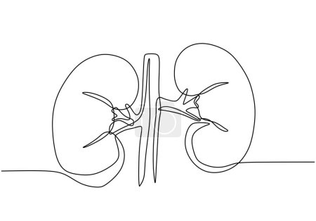 Illustration for Kidney human organ one line art drawing. - Royalty Free Image