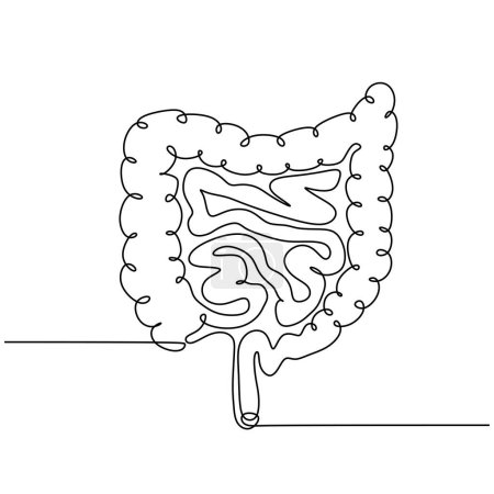 Téléchargez les illustrations : Illustration vectorielle intestinale. Organe du corps humain. Dessin continu d'une ligne. Système digestif interne de santé. - en licence libre de droit