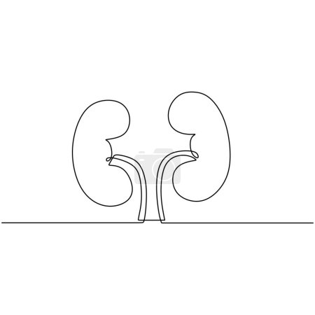 Illustration for Kidney health one line human organ. Continuous icon anatomy of medical concept vector illustration. - Royalty Free Image