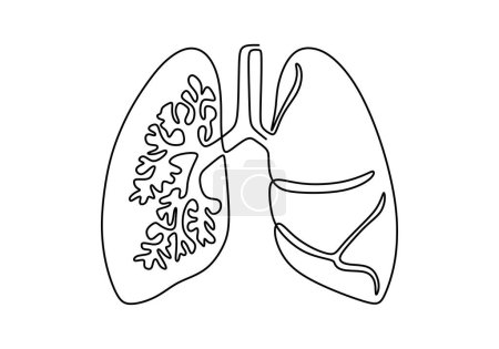 Ilustración de Pulmones dibujo de una línea. Respiratorio del órgano de anatomía humana. - Imagen libre de derechos