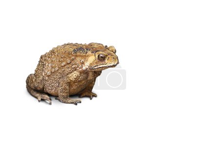 Common toad or Southeast Asian toad isolated on white background