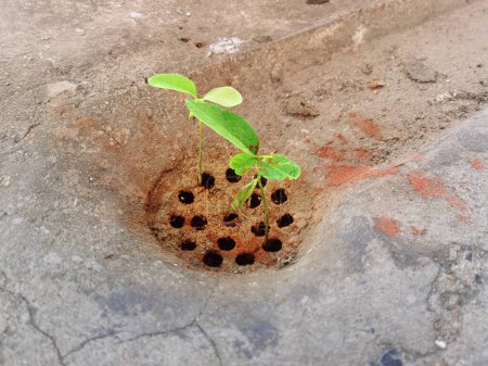 Green plant trying to live and grow in sewer. Environmental, effort , hope concept