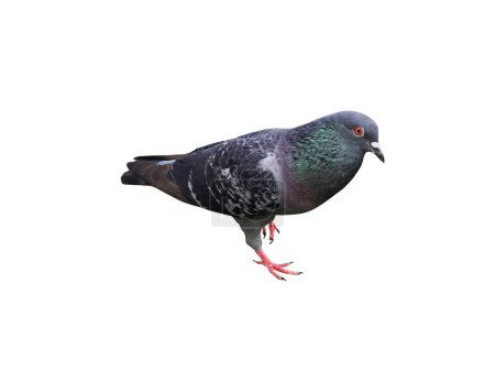 Téléchargez les photos : Pigeon entier isolé sur fond blanc - en image libre de droit