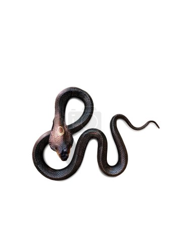 Cobra. Serpent venimeux mort capturé et préservé pour étude sur fond blanc.