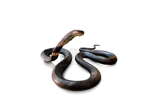 Foto de Cobra. Serpiente venenosa muerta capturada y conservada para su estudio sobre fondo blanco. - Imagen libre de derechos