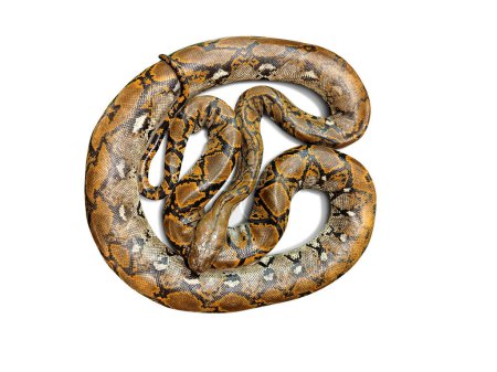 Burmese python  isolated on white background