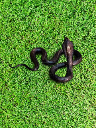 Kobra auf dem Rasen, Draufsicht