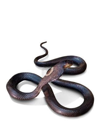 Cobra. Tote Giftschlange gefangen und für Studie auf weißem Hintergrund konserviert.