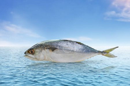 Frische Makrele mit Meer und Himmel Hintergrund Food-Konzept mit hig