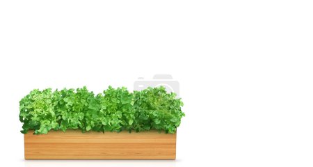 Natural lettuce in a wooden container Isolated on a white background