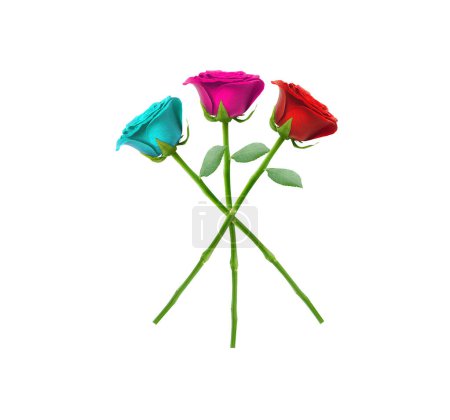 3 roses, blue, red, pink, separate on the white background