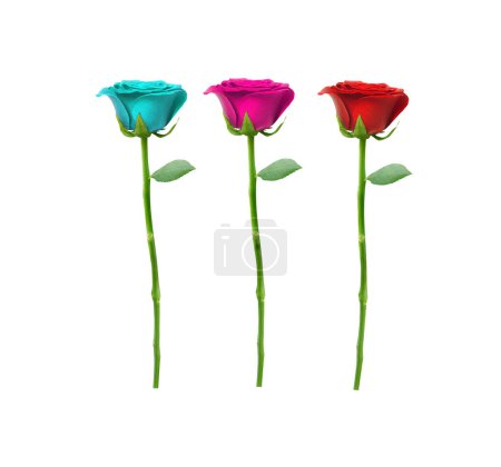 3 roses, blue, red, pink, separate on the white background