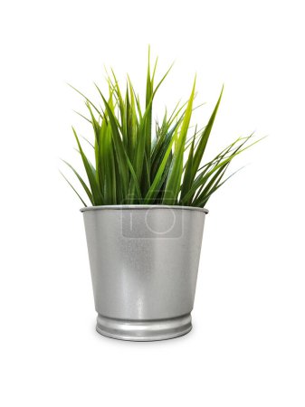 plantes vertes dans des pots pots de plantes décoratives Vue rapprochée isolé sur blanc