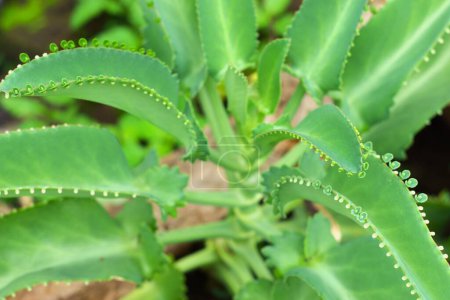 Imagen de primer plano de la planta Kalanchoe pinnata con hojas verdes