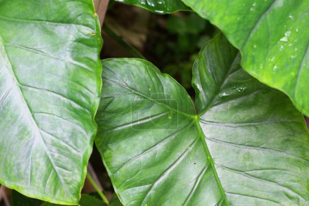 green leaf background in tropical forest