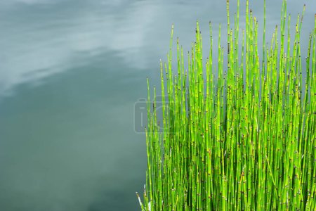 Schachtelhalme Bambus, Schlangengraspflanze am Rande eines Pools