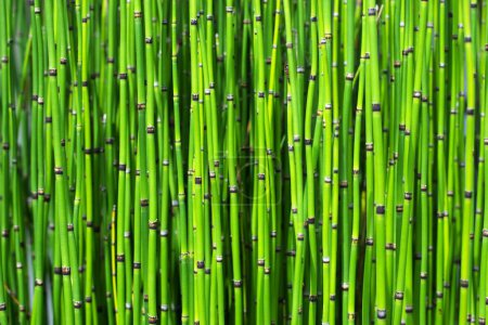 Photo for Horsetail bamboo plant texture - Royalty Free Image