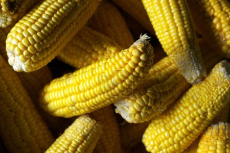 enfoque selectivo de un montón de maíz dulce, alimentos frescos y saludables
