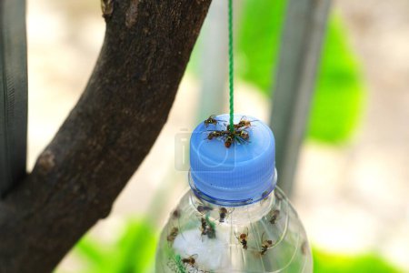 Fruit flies trap bottle