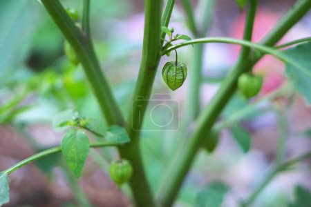 Nahaufnahme einer Ballonkirsche oder Physalis angulata Pflanze im Feld