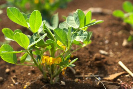 Close up image of peanut plant growing on the ground
