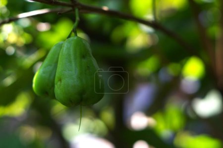 grüne Wasserapfelfrüchte, die am Baum hängen, frische und wässrige Früchte